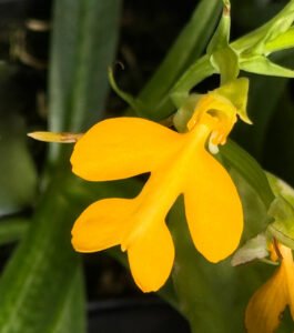 habenaria_rhodocheila_yellow_como-cultivar-orquideas