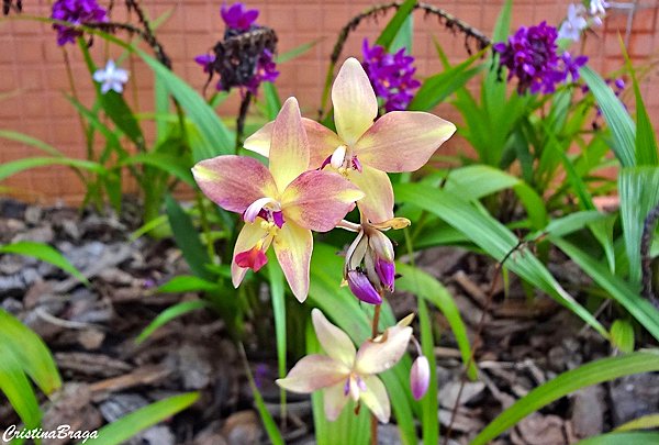 Spathoglottis plicata: flor no jardim o ano todo