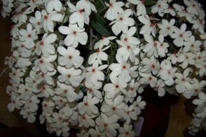 Aerangis-orquidea-Aerangis-luteoalba-como-cultivar-orquideas