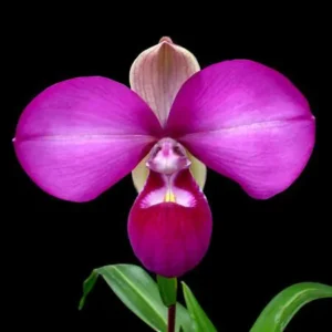 phragmipedium_kovachii_como-cultivar-orquideas