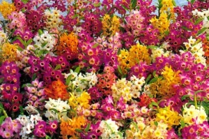 dendrobium_nobile_como-cultivar-orquideas