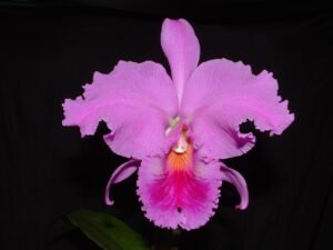 cattleya-labiata-como-cultivar-orquideas