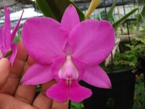 cattleya-walkeriana-tipo-como-cultivar-orquideas