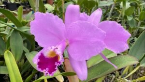 cattleya-warneri-tipo-como-cultivar-orquideas
