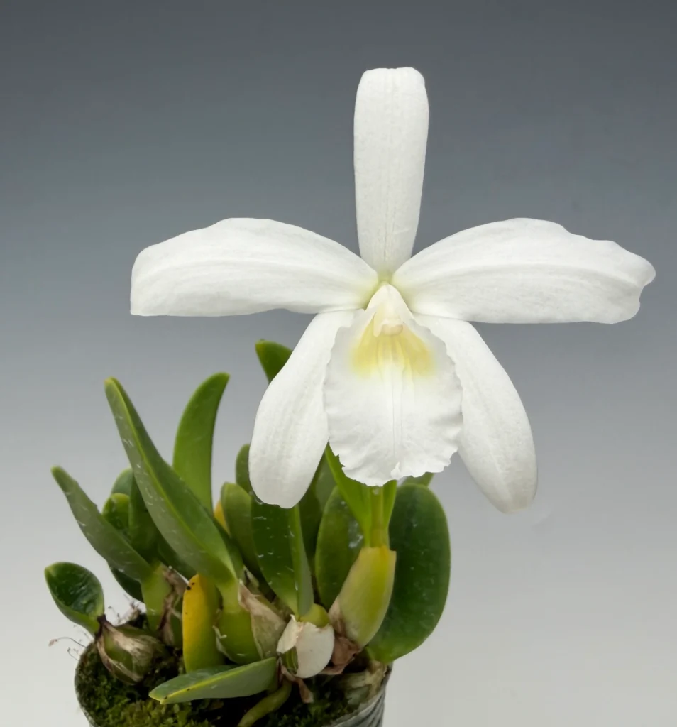 laelia-sincorana-alba-como-cultivar-orquideas