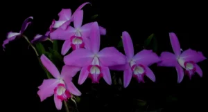 laelia-sincorana-tipo-como-cultivar-orquideas