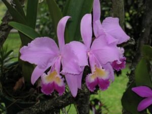 Cattleya-Trianae-tipo-como-cultivar-orquideas