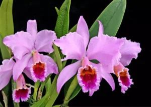 Cattleya-percivaliana-tipo-como-cultivar-orquideas