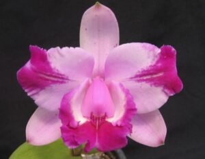 cattleya-intermedia-aquinii-como-cultivar-orquideas