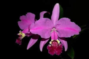 cattleya-lueddemanniana-tipo-como-cultivar-orquideas