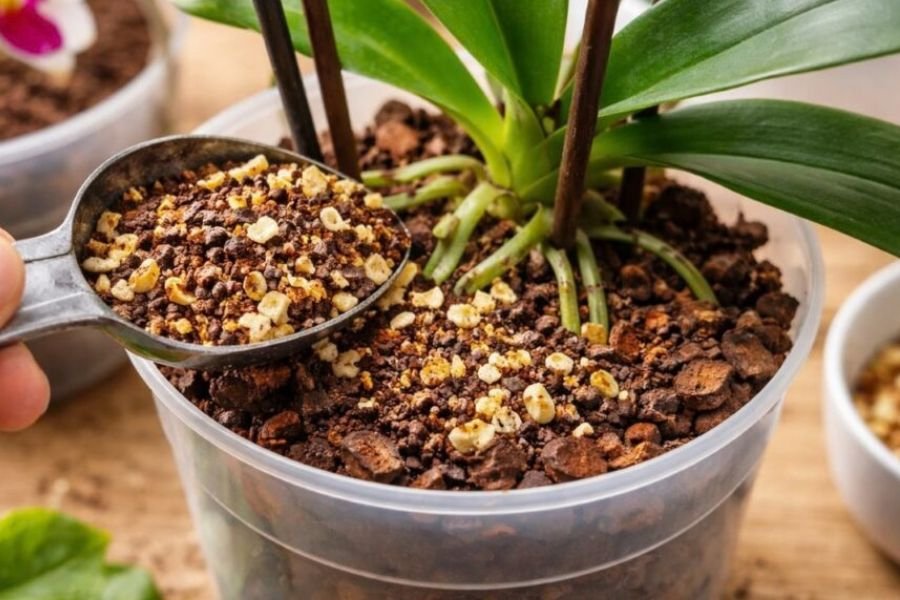 adubo-orquidea