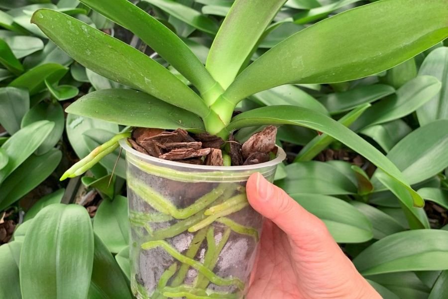 melhor-vaso-orquideas